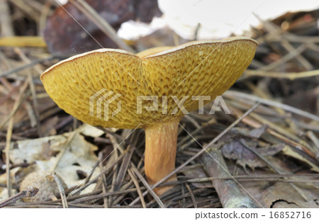 乳牛肝菌 乳牛肝菌 16852716