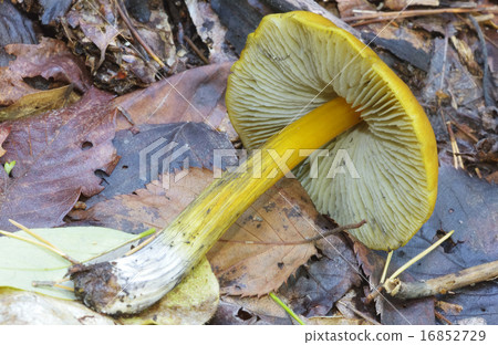 Akayamadake 16852729