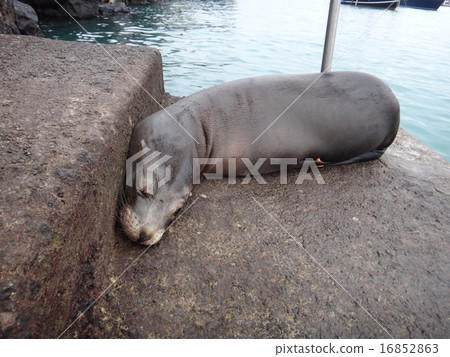 在加拉巴哥群島的海豹小睡 16852863