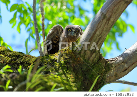 Hide and Seek Yameta 16852958