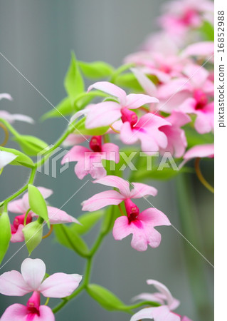 卡蘭特魯本斯 16852988