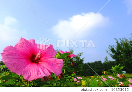 Blue sky and American fly Blue sky and American fly 16853015