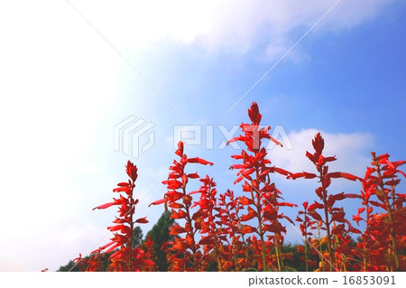 Blue sky and salvia red 16853091