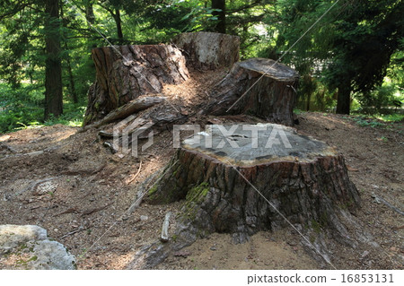 Big stump 16853131