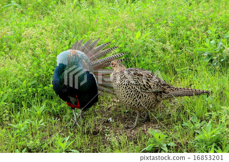 Courtship behavior 16853201