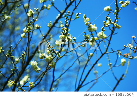 Flower of plum moon's chestnut 16853504