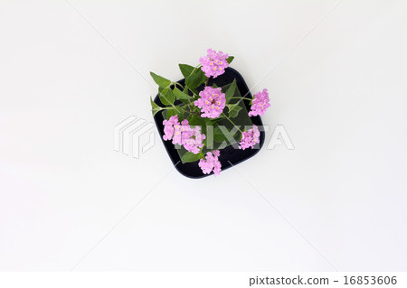 Insert the pink of Kobanorantana into the oasis to produce coolness and brightness 16853606