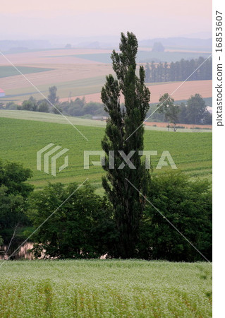 Hokkaido Hokkaido 16853607