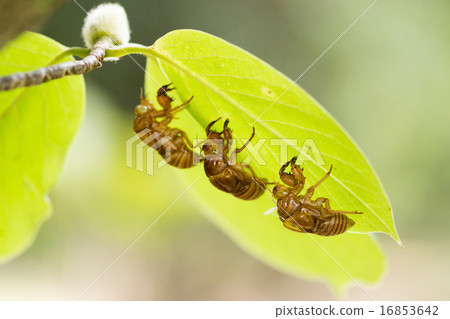 Chestnut pupa Chestnut pupa 16853642