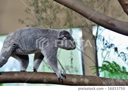 Koala on the tree Koala on the tree 16853750