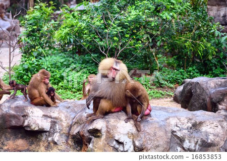 地幔巨大 16853853