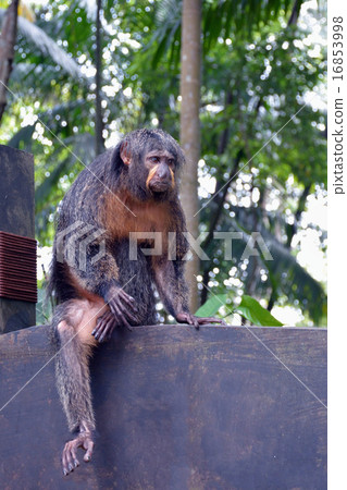 白面僧面猴 16853998