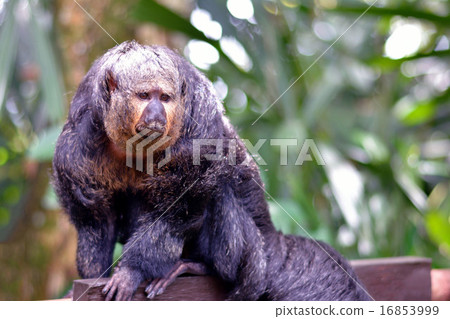 Shirogaosaki 16853999