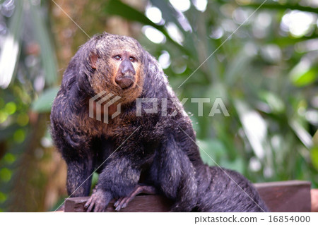 Shirogaosaki 16854000