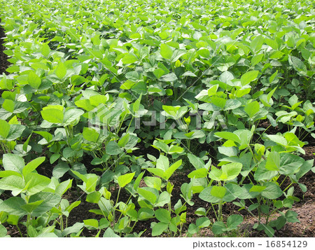 Edamame field 16854129