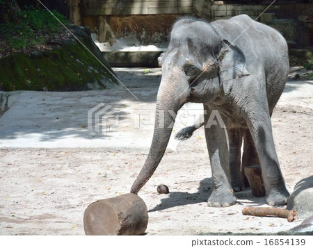 Asian elephant 16854139