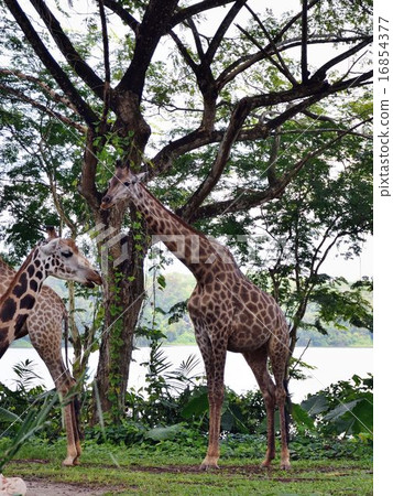 Giraffe Giraffe 16854377