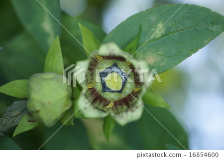 Turunjin Turunjin 16854600