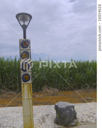 Sugarcane field 16854628