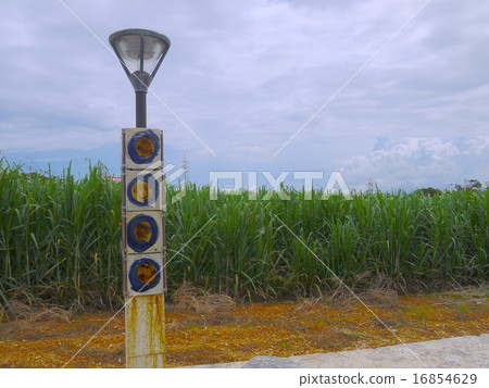 Sugarcane field Sugarcane field 16854629