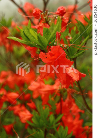 Ranged azalea 16854630