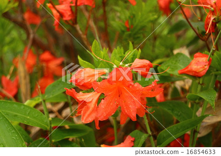 杜鵑花 杜鵑花 16854633