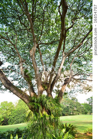 Tree of the big tree tree shade Tree of the big tree tree shade 16854707