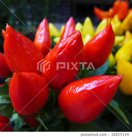 自助花園的辣椒 16855134