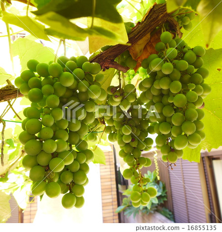 夏季葡萄架 16855135