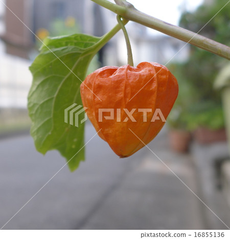 一個onigai 一個onigai 16855136