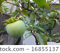 成熟前的藍柿子 16855137