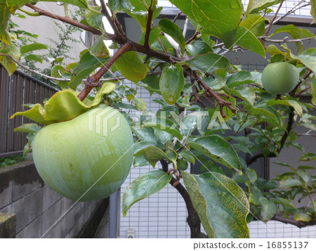 成熟前的藍柿子 16855137