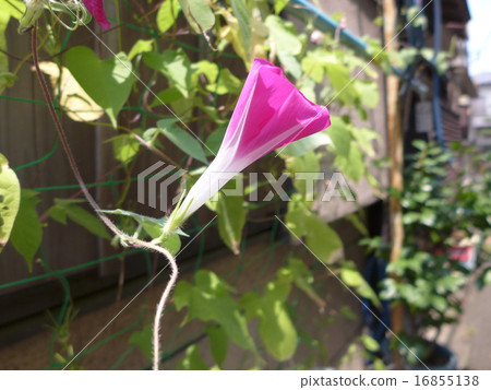 清晨牽牛花 16855138