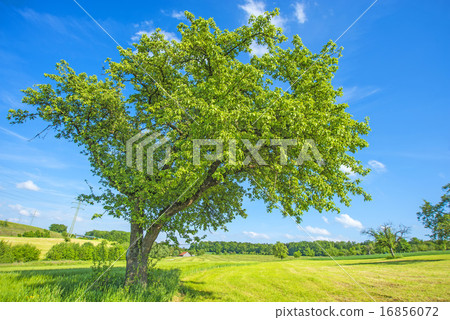 tree in summertime 16856072