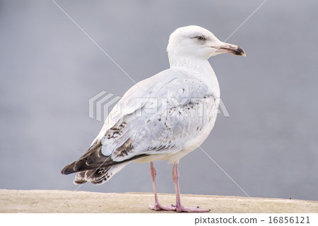 Herring gull, Larus fuscus L. young bird Herring gull, Larus fuscus L. young bird 16856121