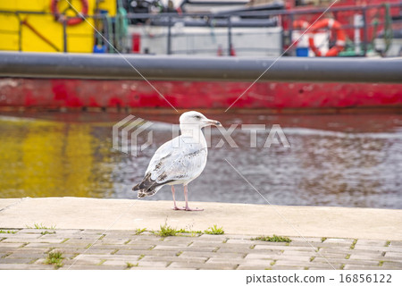 Herring gull, Larus fuscus L. young bird Herring gull, Larus fuscus L. young bird 16856122