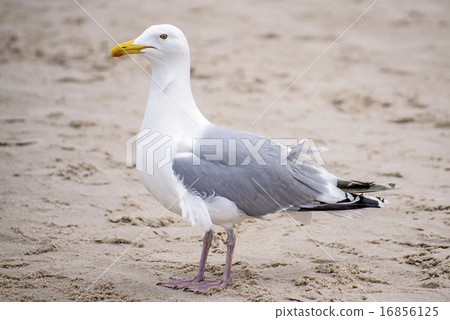 Herring gull on a beach of the Baltic Sea Herring gull on a beach of the Baltic Sea 16856125