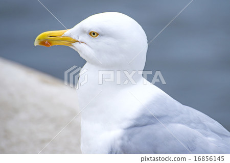 Herring gull, Larus fuscus L. 16856145