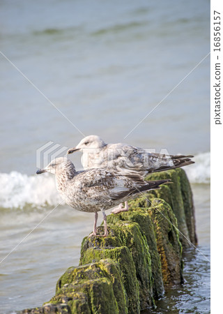 Herring gull, Larus fuscus L. young birds Herring gull, Larus fuscus L. young birds 16856157
