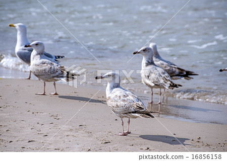 Herring gull, Larus fuscus L. young birds 16856158