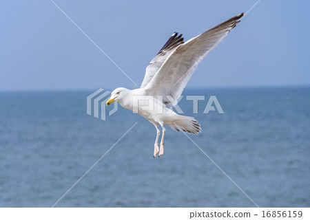 Herring gull, Larus fuscus L. flying 16856159