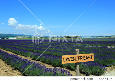 Farm Tomita Lavender East 16856186