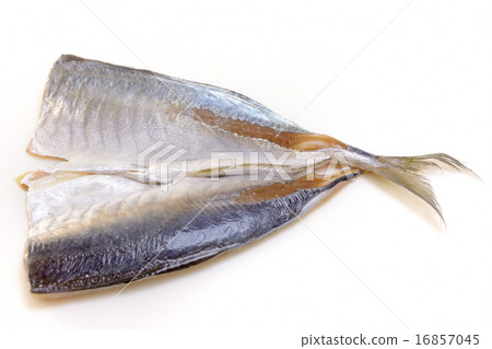 美味的鯖魚 16857045