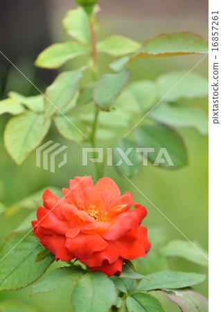 Rose flower rose flower close-up 16857261