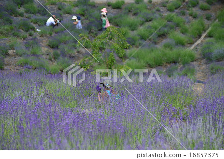 Lavender petals 16857375
