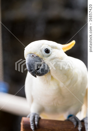 Sulphur-crested Cockatoo, Cacatua galerita perched on branches 16857420