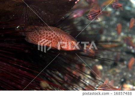 Omun kata幼蟲潛伏在Gangaze 16857488