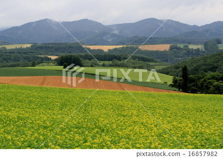 Hokkaido Hokkaido 16857982