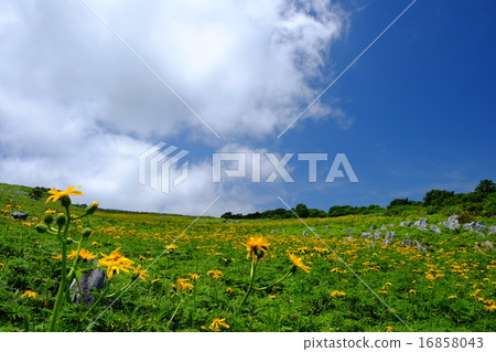 Shikoku Karst 's Handkerchief 16858043