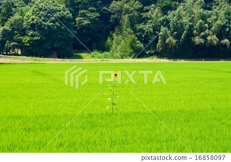 向日葵和鄉村花園 16858097